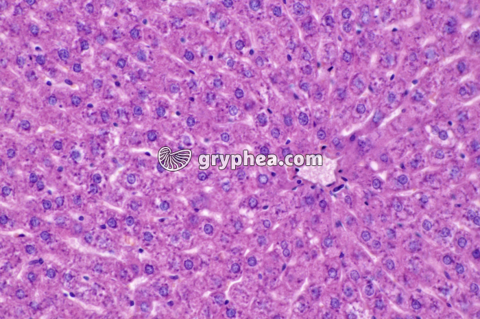 Foie x100 - gryphea.org